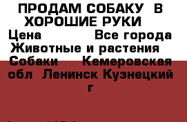 ПРОДАМ СОБАКУ  В ХОРОШИЕ РУКИ  › Цена ­ 4 000 - Все города Животные и растения » Собаки   . Кемеровская обл.,Ленинск-Кузнецкий г.